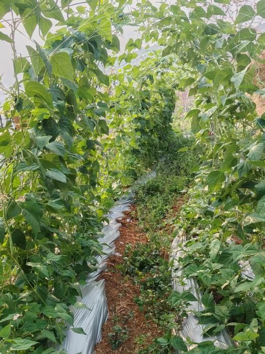 甜脆碗豆3斤 商品图3