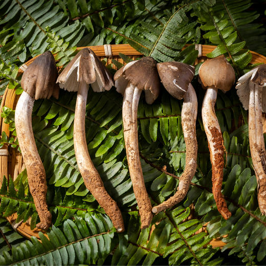 和菜头 一口鲜油鸡枞 纯粹版 500g/罐 商品图6