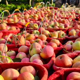 新疆阿克苏樱桃小苹果【顺丰快递】