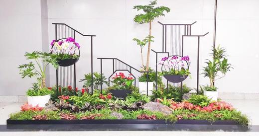 【西南区域成都范围】绿植租摆服务（月） 商品图3