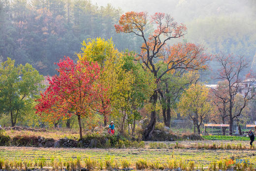 鄂赣秋境5/9天摄影团：大别山红叶 + 庐山秋韵 + 武汉夜景  + 鄱阳湖秘境 商品图3