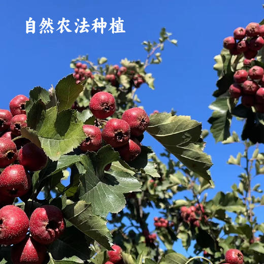 【预售：3月23日发货】谦益农业 自然农法山楂棒棒糖  100g/袋（9支) 商品图2