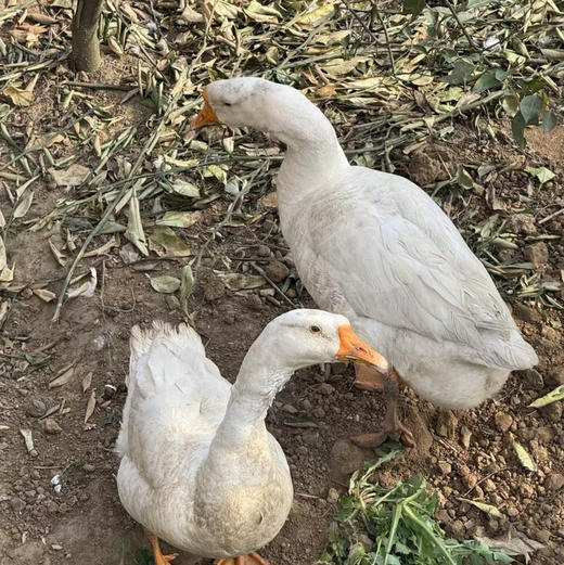 新鲜鹅蛋 商品图1