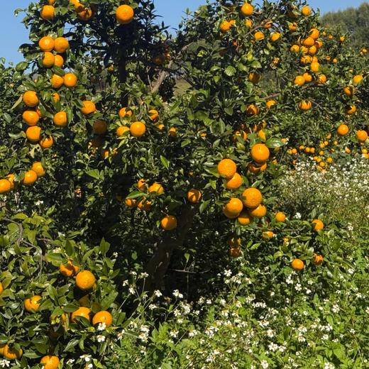 丨有机丨喀斯特沃柑 口感醇厚香甜，喉韵清爽 商品图1