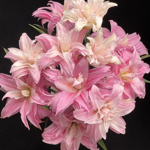 百合-戴安娜-重瓣-3头-10支 商品图0