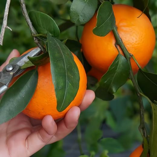 有机沃柑 5斤装 商品图4