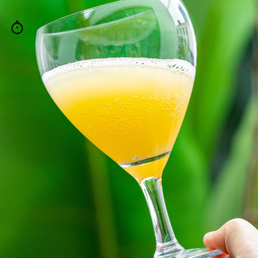 企鹅市集|纸飞机酿造 香格里拉苹果铁观音康普茶 / 杨桃芭乐康普茶 商品图3