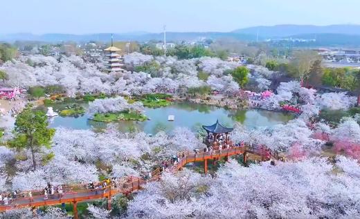 【清明】<湖北武汉3天高铁团>15人纯玩小团，古德寺/黎黄陂路/巴公房子/江汉关/磨山樱园/湖北省博物馆/黄鹤楼/武大牌坊/户部巷/光谷空轨/红楼/龟山电视塔/晴川阁/古琴台 商品图0