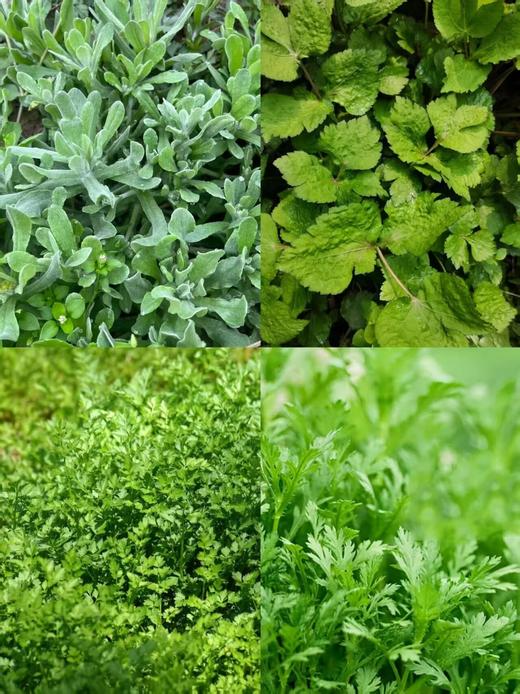 3.15（日）【 邛崃桑园镇】上春山： 挖野菜、挖折耳根、捡土鸡蛋、磨豆浆、拔萝卜、吃农家餐、竹筒饭 商品图8