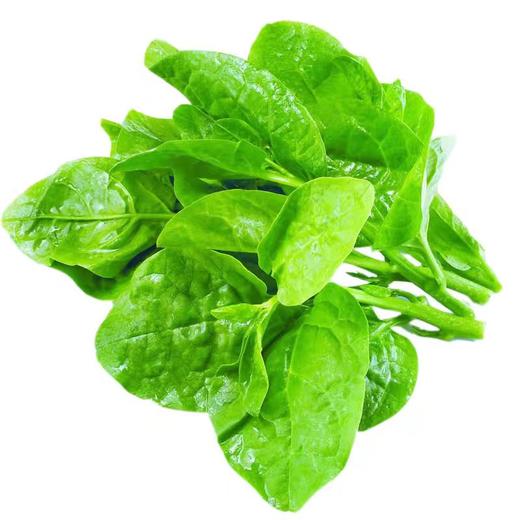 【ZCWJ】  木耳菜  新鲜肉厚 当季 蔬菜 商品图1