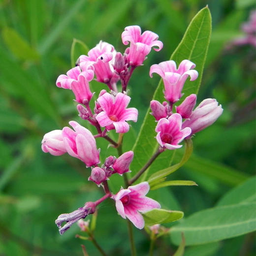 戈宝红麻 罗布麻酸枣仁五味子茶 4.5g*60袋 商品图3