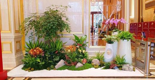 【西南区域成都范围】绿植租摆服务（月） 商品图1