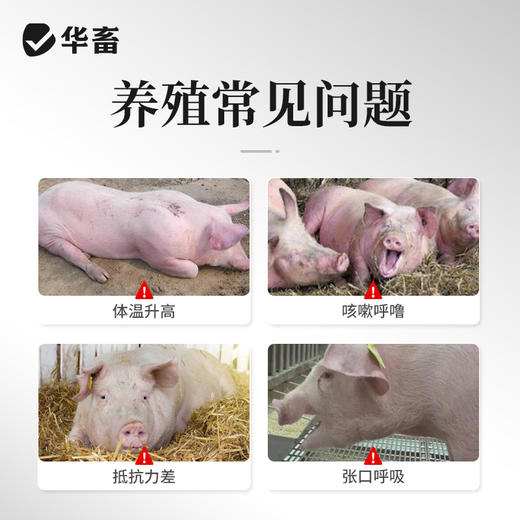 华畜 双黄莲颗粒 清热降火感冒发热咳嗽气喘 商品图5