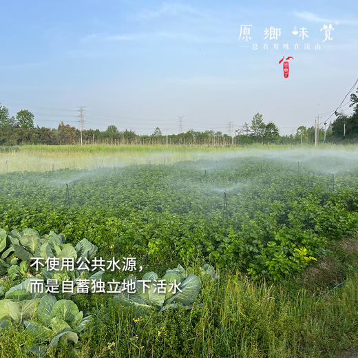 自选生态蔬菜箱（农场直发-顺丰快递）| 多种规格，来自成都郫都区【原乡农场，自产自销】 商品图11