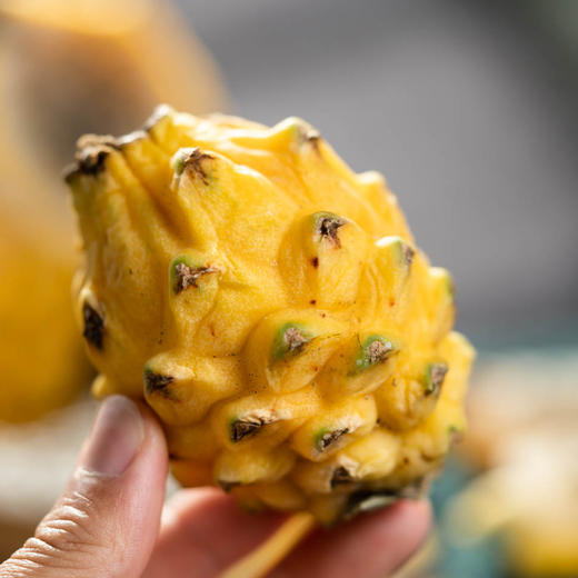 【排单发货】燕窝果丨又名麒麟果，也叫黄龙果、吉祥果。属典型的热带植物，果肉呈透明，汁丰润喉，果肉结构呈细丝状，滑如燕窝，味清甜、甜度皆在18度以上，富含维C、花青素等。顺丰快递 商品图4