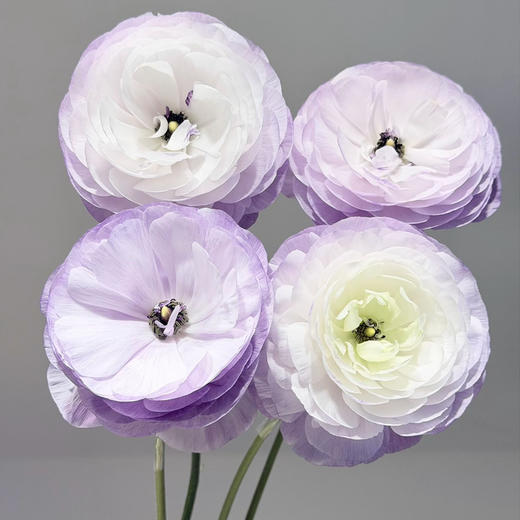 日本洋牡丹M-blue 5支 商品图3