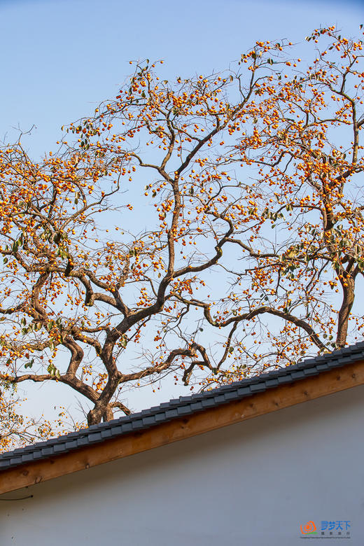 鄂赣秋境5/9天摄影团：大别山红叶 + 庐山秋韵 + 武汉夜景  + 鄱阳湖秘境 商品图2