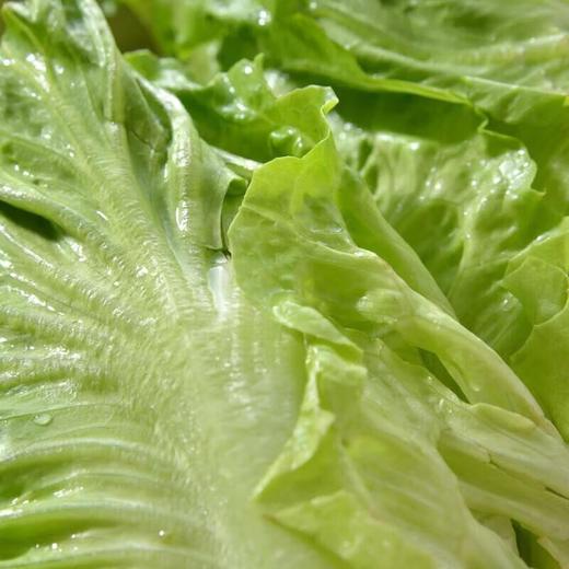 那云那南有机意大利生菜苗 250g/份 商品图3