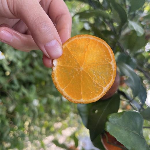 有机沃柑 5斤装 商品图2