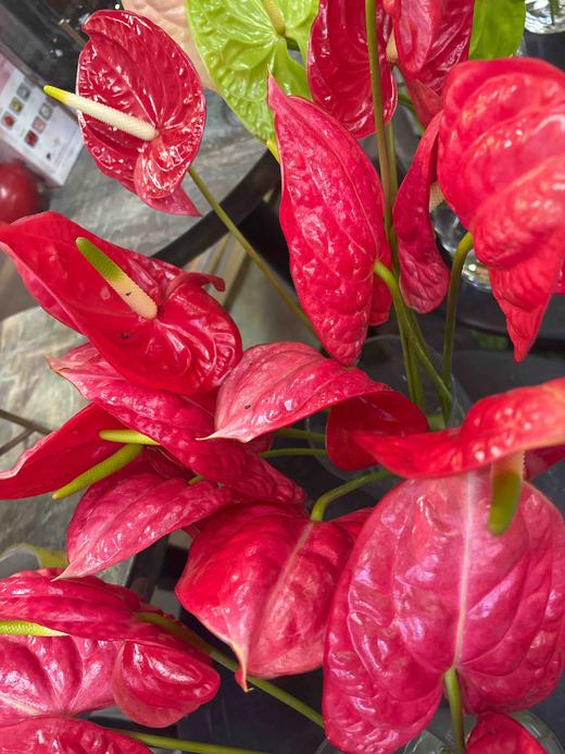 【特价无售后】红掌  单支  受伤者易喷色使用 商品图3