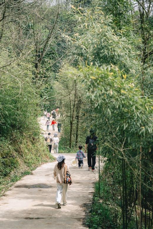 3.15（日）【 邛崃桑园镇】上春山： 挖野菜、挖折耳根、捡土鸡蛋、磨豆浆、拔萝卜、吃农家餐、竹筒饭 商品图3