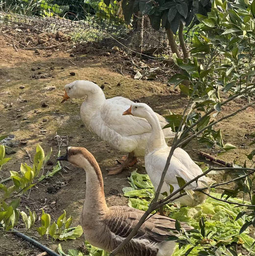 新鲜鹅蛋 商品图2