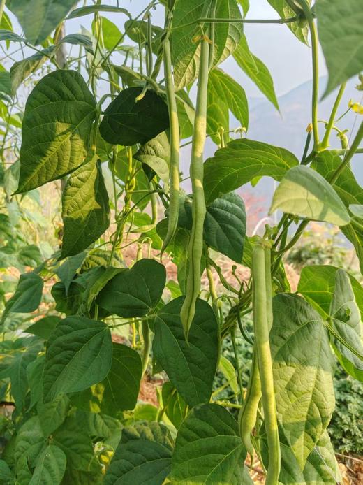 甜脆碗豆3斤 商品图2