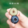 塔漠DE莓 . 新疆蓝莓 来自新疆塔克拉玛干沙漠 当季鲜果 商品缩略图2