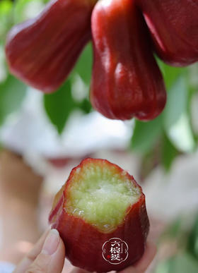 六椀菱®️高糖莲雾（三斤左右）大果