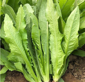 【YC】新鲜油麦菜