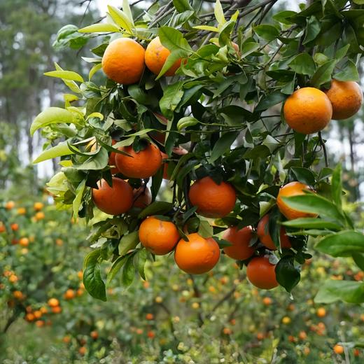 有机沃柑 5斤装 商品图5