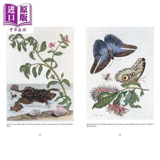 预售 【中商原版】生物多样性的艺术 艺术家与博物学家 The Art of Biodiversity Artists & Naturalists 英文原版 Eric Himmel 商品图1