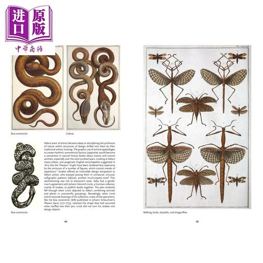 预售 【中商原版】生物多样性的艺术 艺术家与博物学家 The Art of Biodiversity Artists & Naturalists 英文原版 Eric Himmel 商品图3