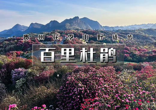 火！清明4.3-4.6｜百里杜鹃｜2026贵州花季山野轻徒步の羊皮洞瀑布-百里杜鹃-三江古道｜4天3晚 商品图0