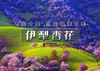 火！清明6天｜伊犁杏花｜绝色新疆6日の吐尔根-那拉提冰百合-大西沟杏花-独山子大峡谷-赛里木湖 商品缩略图0