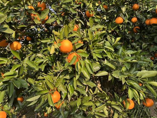 现摘—正宗重庆奉节72-1脐橙 商品图2