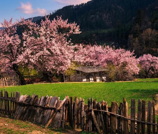 一起去西藏林芝，看桃花 |  6日行程 商品图2
