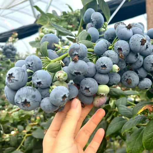 云南高原F6整颗蓝莓树果苗盆栽室外阳台果树果苗带果发货高产大果家庭种植 商品图2