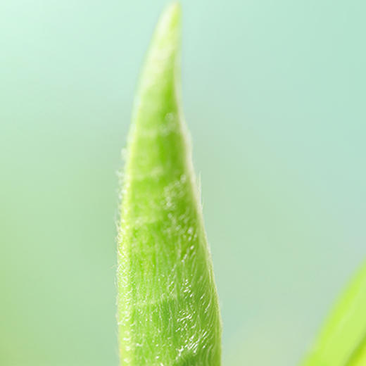 龙井茶品味头采精选 250g 商品图2