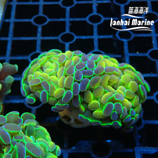 人工幻彩分枝榔头 商品图1