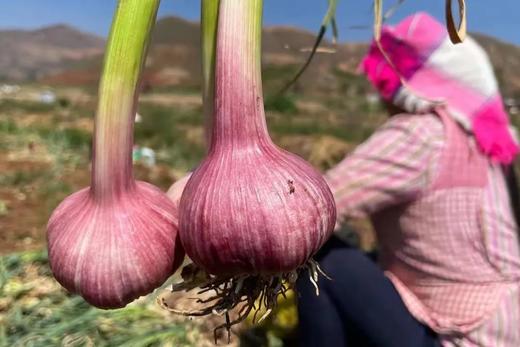 【产地直发】云南独头鲜蒜！每一个都是鸡蛋大小，又大又香又新鲜‼️每天三瓣蒜，大病好一半！高原来的紫皮蒜，香辣不一般！ 商品图14
