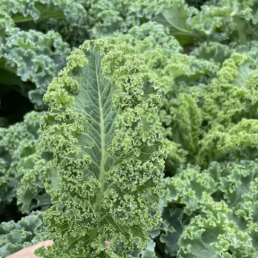 【基地直发】有机蔬菜羽衣甘蓝3斤/6斤欧盟认证自有农场新鲜直发包邮 商品图4