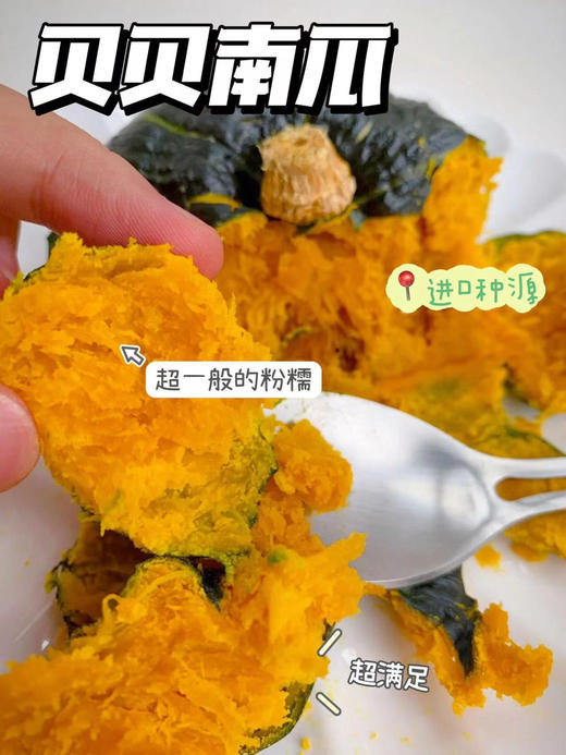【贝贝南瓜】自家种植的日本原种黑绿小胖墩，晒足365天太阳，施有机肥，种出的【低糖贝贝南瓜】瓜肉干香绵密，蒸熟自带南瓜香！吃起来粉糯香甜！没有纤维感，肉质细腻! 商品图5