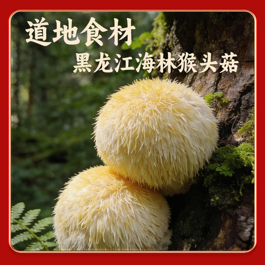 【积分兑换】江中食疗 猴头菇山药粉375g 焦作铁棍山药养胃粉老年人滋补营养早餐代餐 2026年3月生产/保质期12个月 商品图4