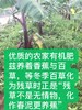 合作产品/ 生态香蕉 （ 青香蕉发货，收货后需要物理催熟） 商品缩略图5