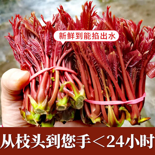 2026春季现摘红油香椿芽云南农家头茬新鲜野生嫩芽鲜香春菜下饭菜 商品图3