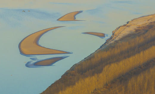 拍鸟专线·东营黄河口鸟浪、沿海潮汐树+烟墩角天鹅+青岛海滨4天/8天 商品图14