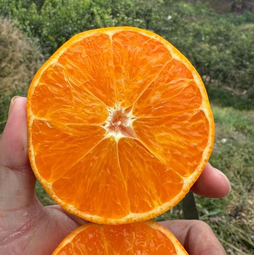 【产地直发】四川明日见柑橘 新鲜采摘 多规格可选 商品图2