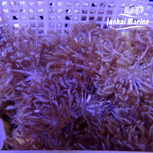 闪千手-人工 商品图2