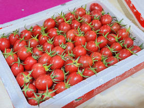 千禧樱桃小番茄泡沫箱（净重2.3斤左右）